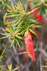 Stenanthera conostephioides