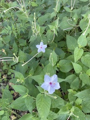 Mirabilis longiflora