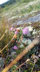 Kalmia polifolia