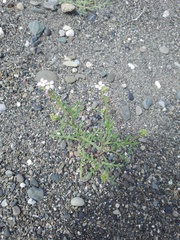 Cakile maritima
