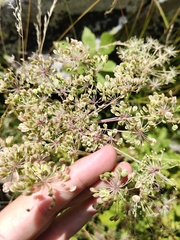 Peucedanum ostruthium