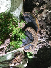 Phellinus nigricans