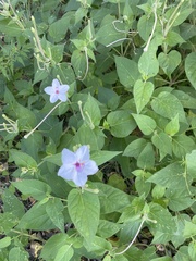 Mirabilis longiflora