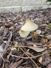 Leucocoprinus birnbaumii