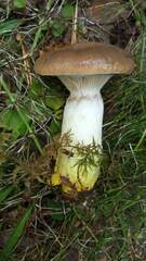 Gomphidius glutinosus