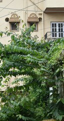 Magnoliopsida