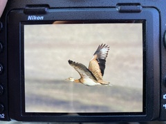 Eupodotis senegalensis