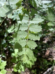 Sorbus scopulina
