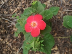 Hibiscus martianus