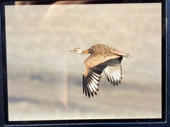 Eupodotis senegalensis
