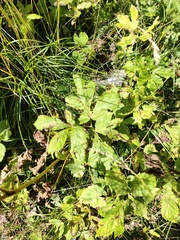 Peucedanum ostruthium