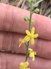 Agrimonia eupatoria