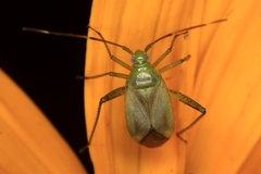 Adelphocoris
