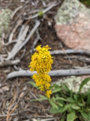 Solidago simplex