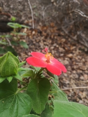 Hibiscus martianus