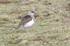 Vanellus resplendens
