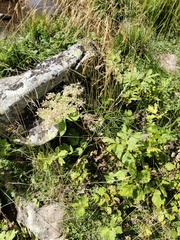 Peucedanum ostruthium