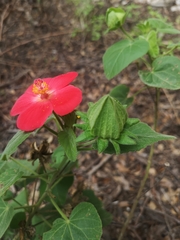 Hibiscus martianus