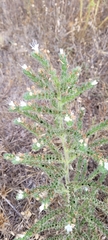 Echium italicum