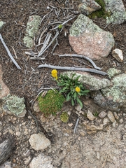 Solidago simplex