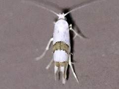 Argyresthia oreasella