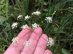 Cicuta bulbifera