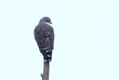 Geranoaetus polyosoma