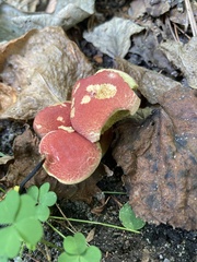 Hortiboletus
