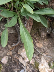 Solidago simplex