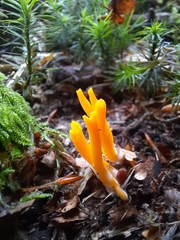 Calocera viscosa