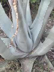 Agave americana