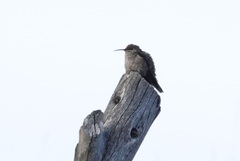 Oreotrochilus melanogaster