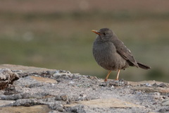 Turdus chiguanco