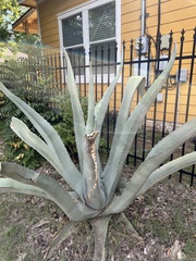 Agave americana