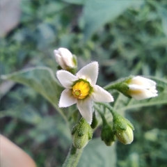 Solanum nigrum