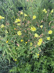 Oenothera elata