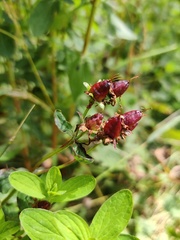 Hypericum maculatum maculatum