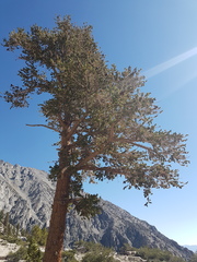 Pinus balfouriana