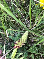 Orchis anthropophora