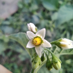 Solanum nigrum