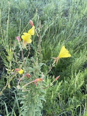 Oenothera elata