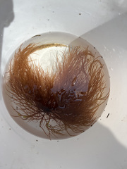 Gracilaria