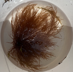 Gracilaria