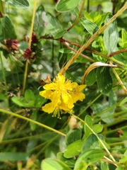 Hypericum maculatum maculatum