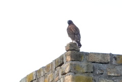 Geranoaetus polyosoma