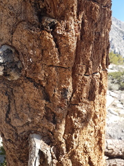 Pinus balfouriana