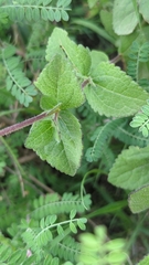 Stevia elatior