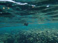 Atherinomorus lacunosus