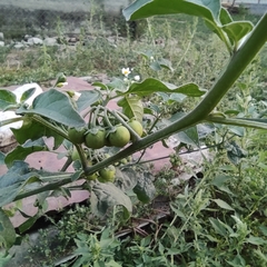 Solanum nigrum