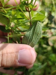 Hypericum maculatum maculatum